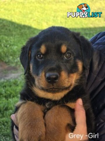 Purebred German Rottweiler Puppies