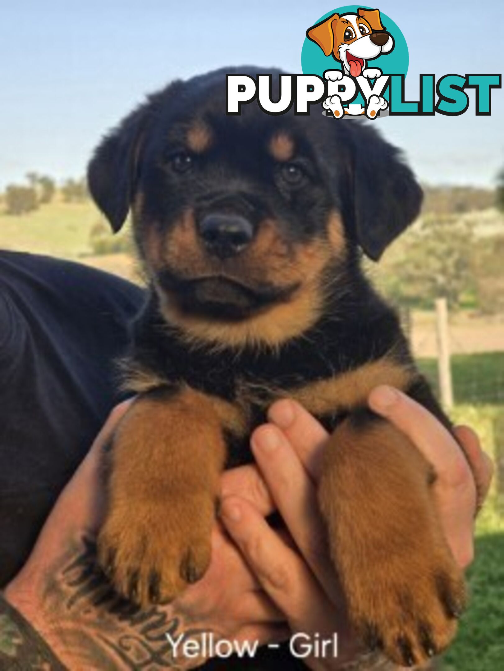 Purebred German Rottweiler Puppies