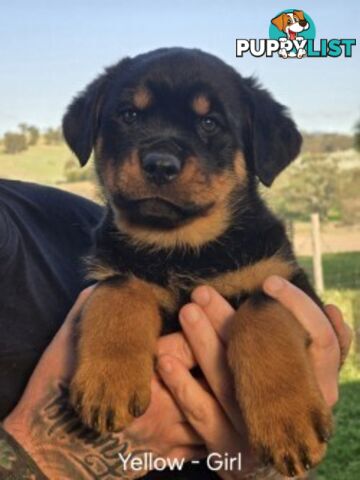 Purebred German Rottweiler Puppies