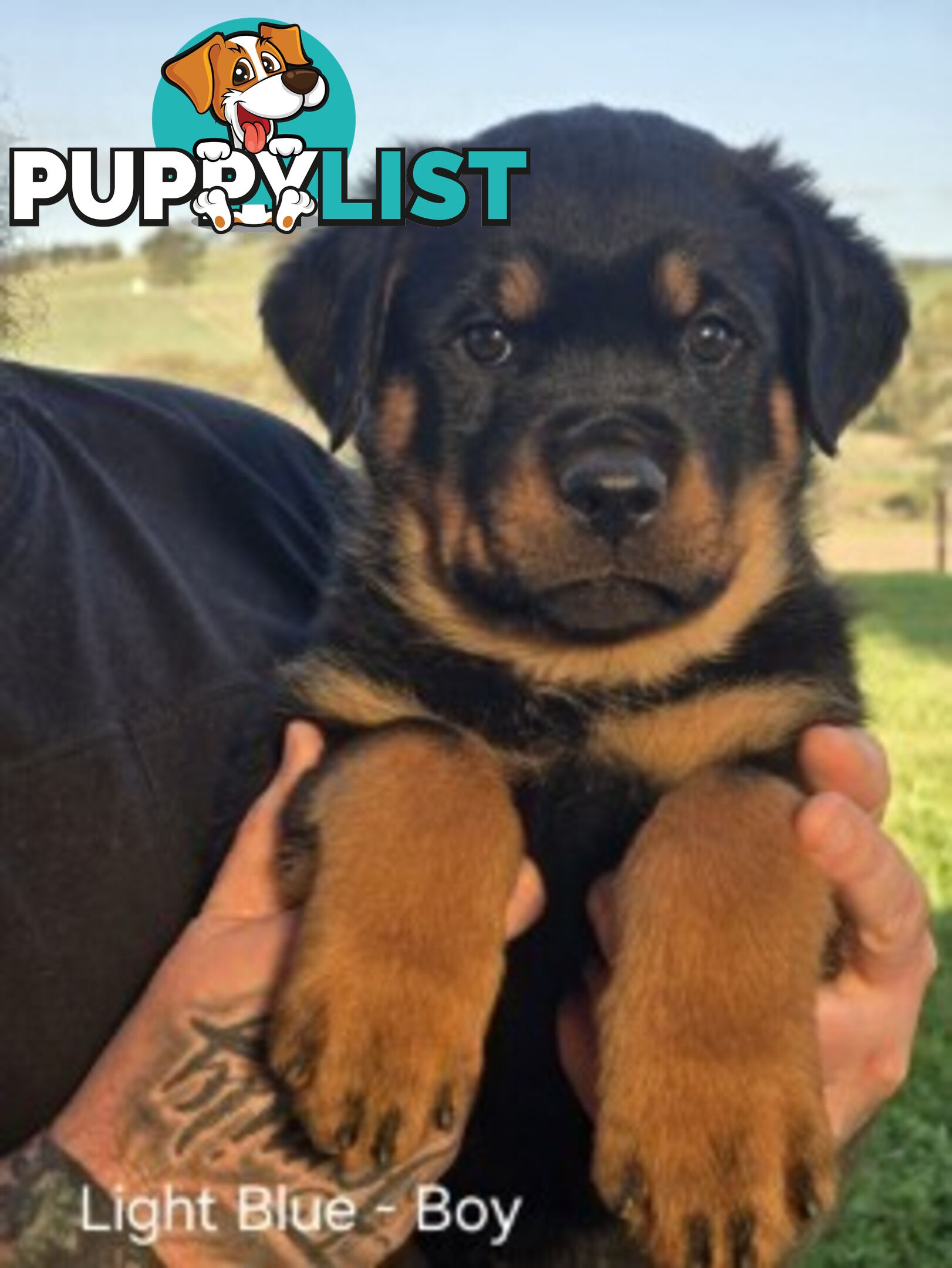 Purebred German Rottweiler Puppies