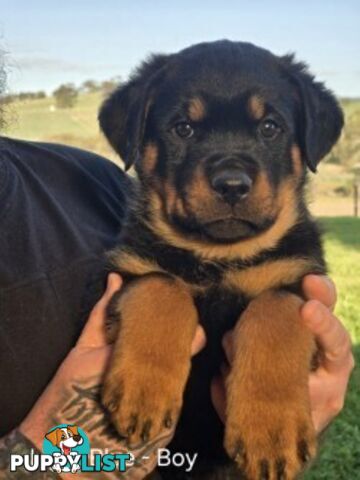 Purebred German Rottweiler Puppies