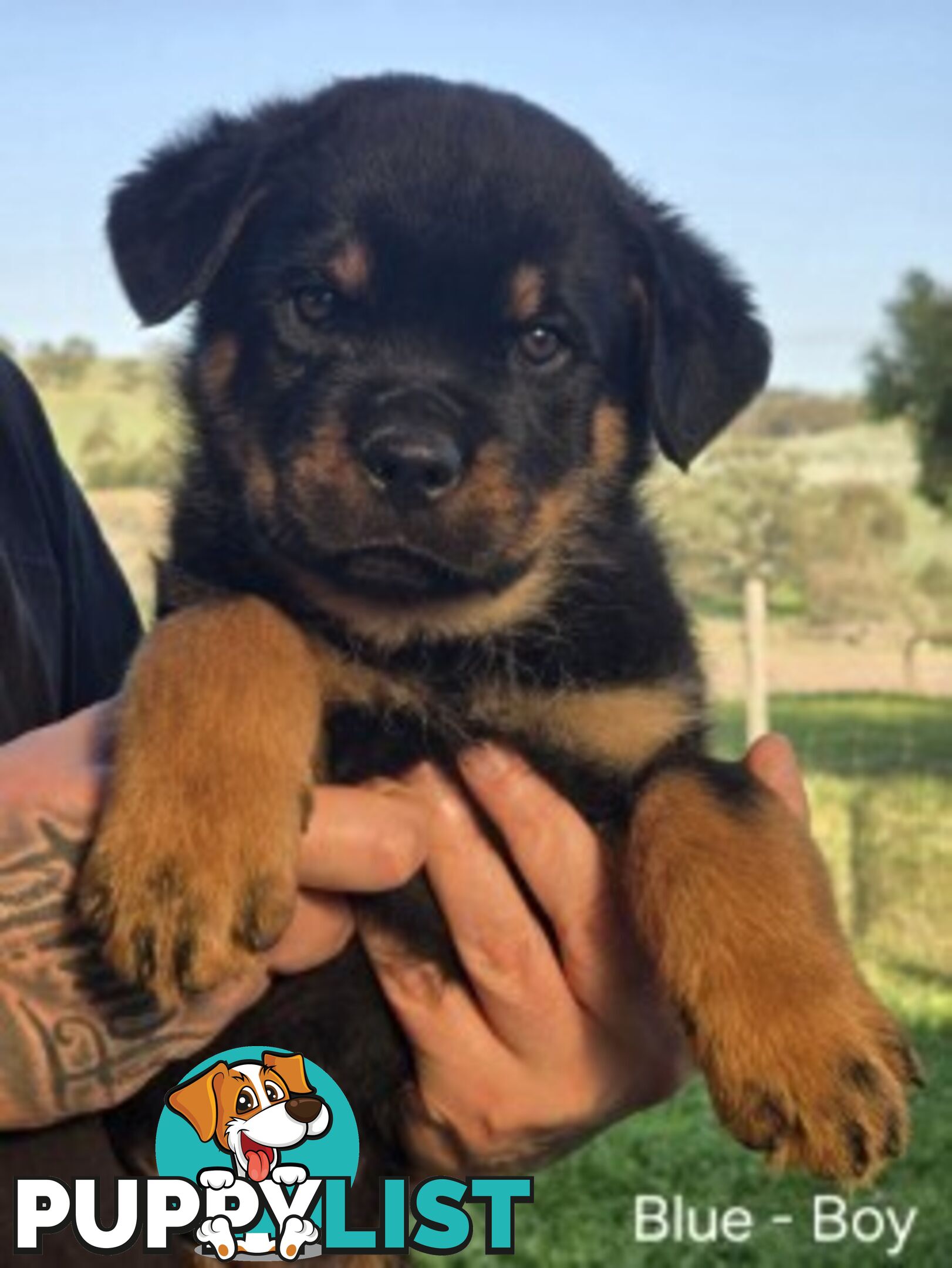 Purebred German Rottweiler Puppies