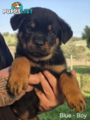 Purebred German Rottweiler Puppies