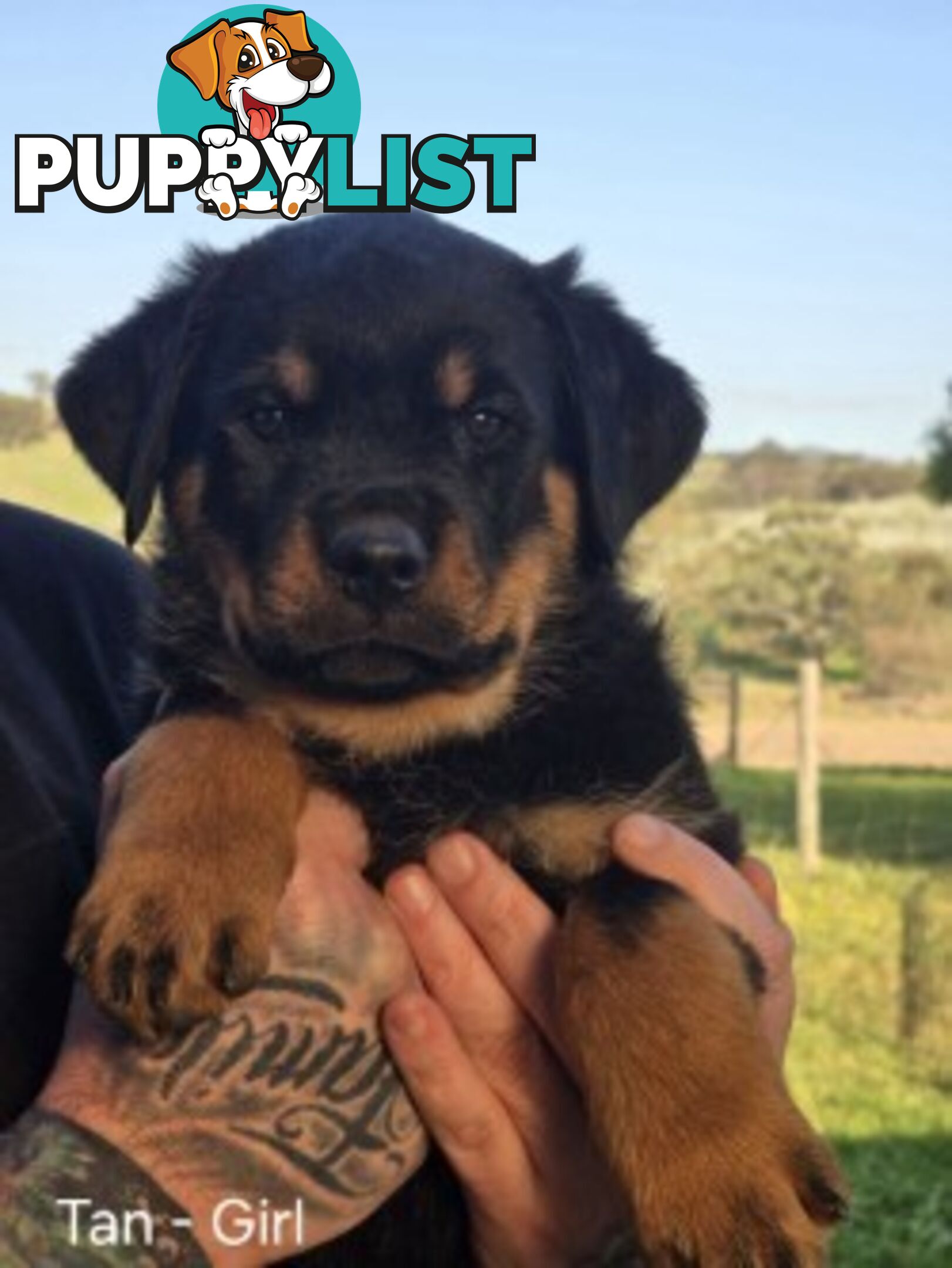 Purebred German Rottweiler Puppies