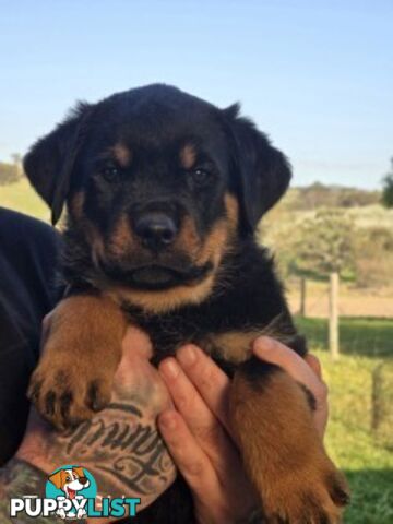 Purebred German Rottweiler Puppies