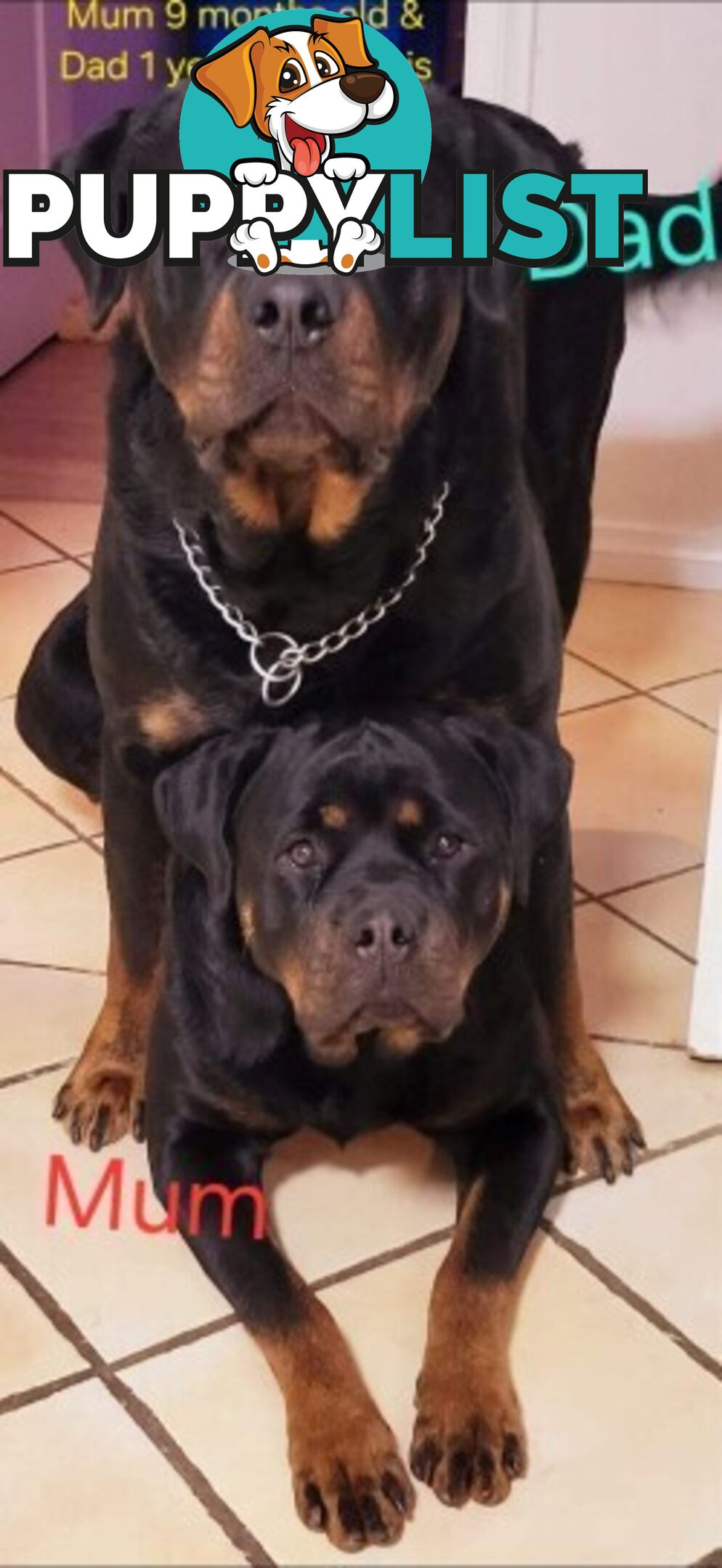 Purebred German Rottweiler Puppies