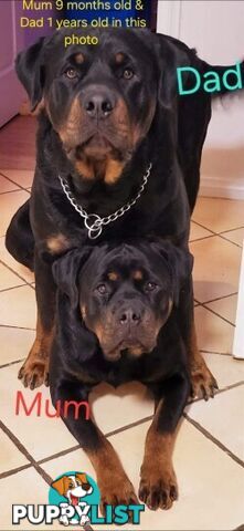 Purebred German Rottweiler Puppies