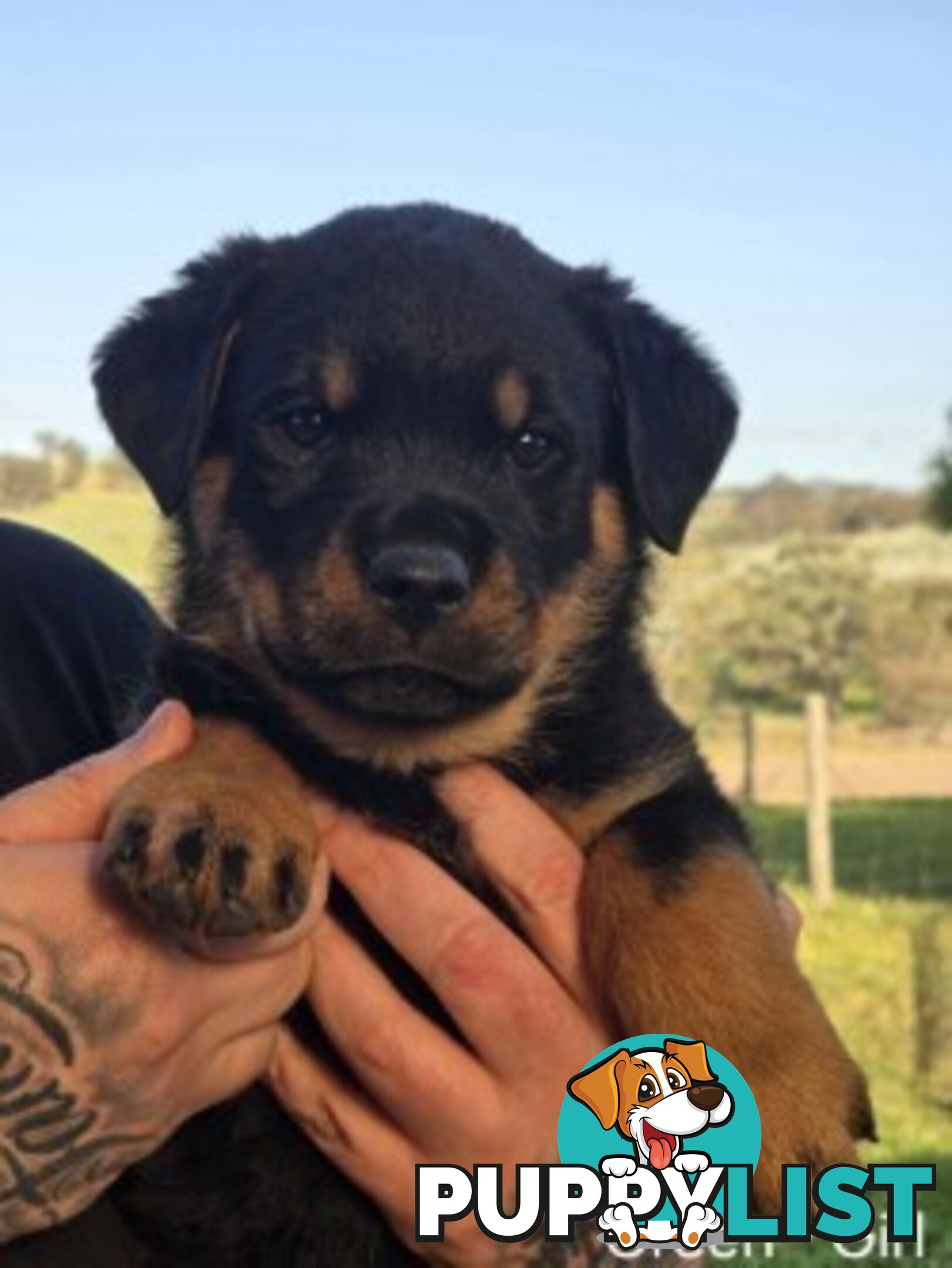 Purebred German Rottweiler Puppies