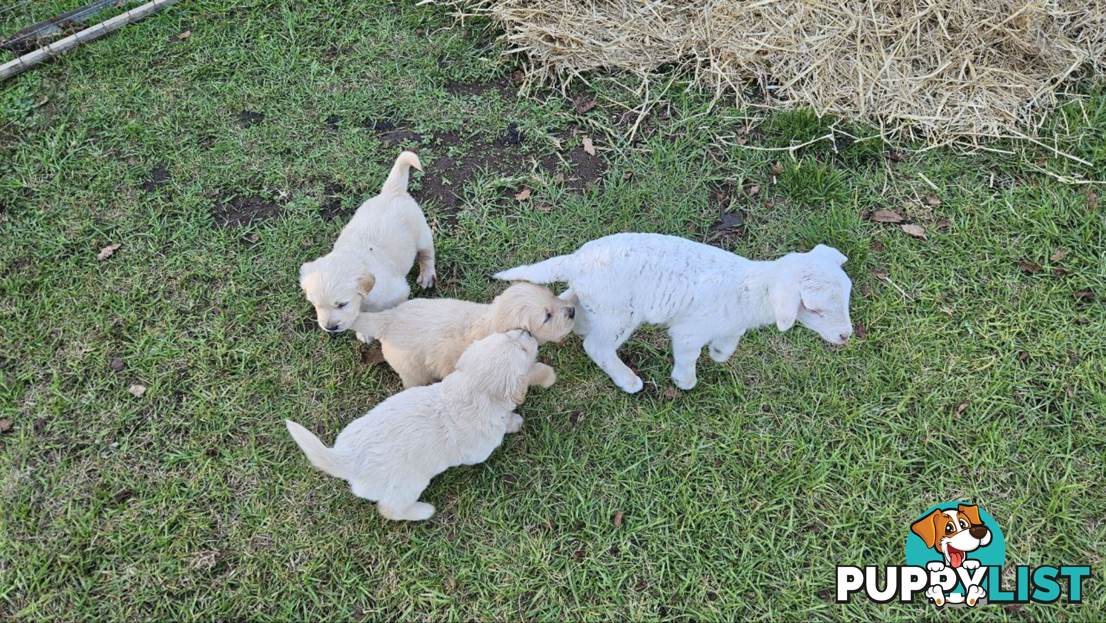 Pure Bred Golden Retriever Puppies