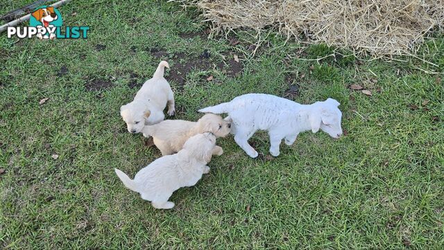Pure Bred Golden Retriever Puppies