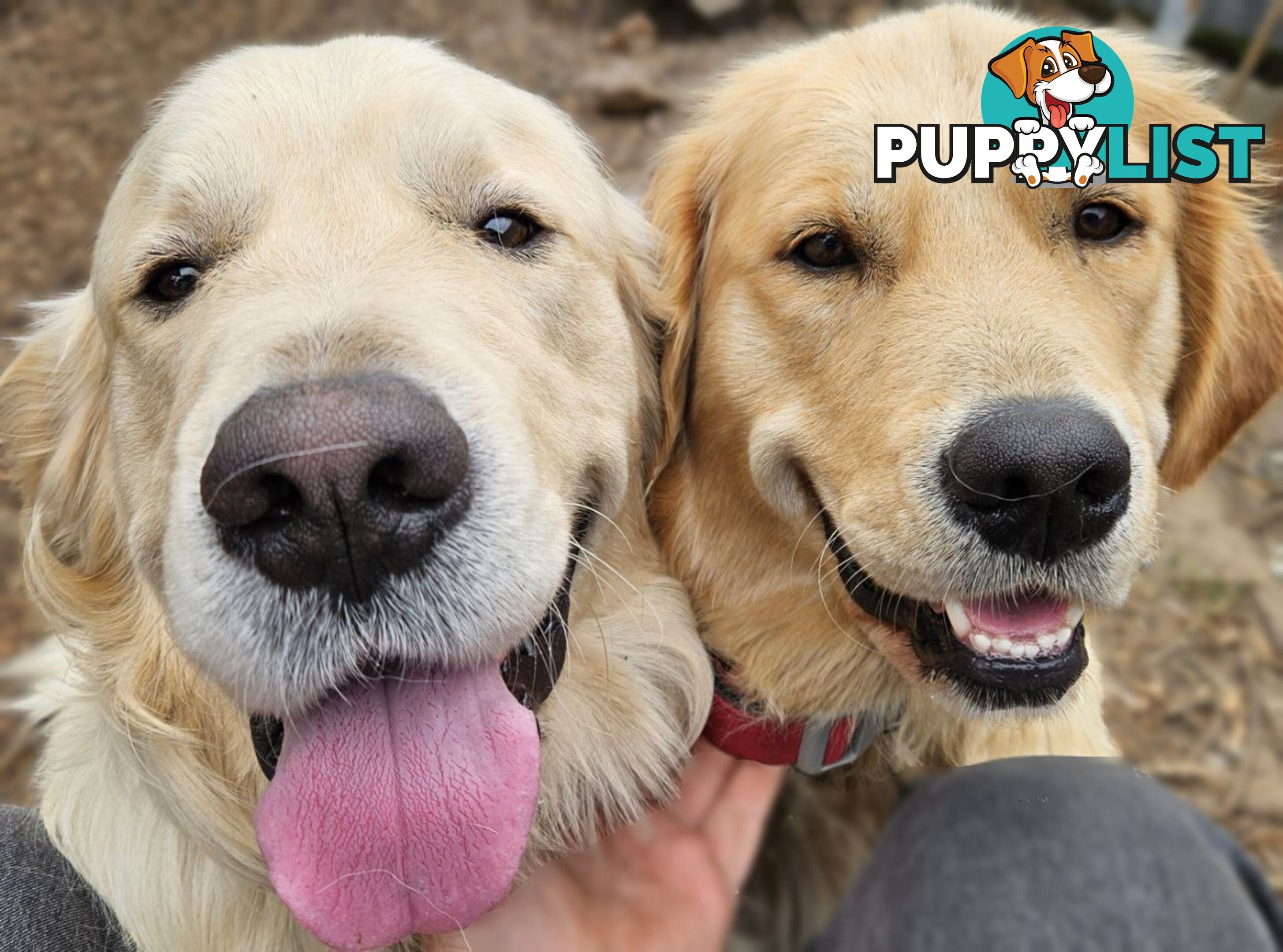 Pure Bred Golden Retriever Puppies