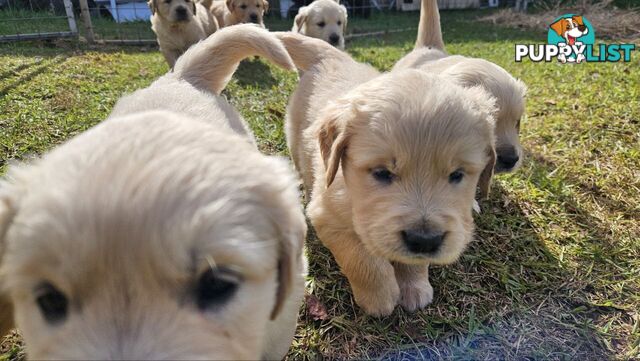 Pure Bred Golden Retriever Puppies