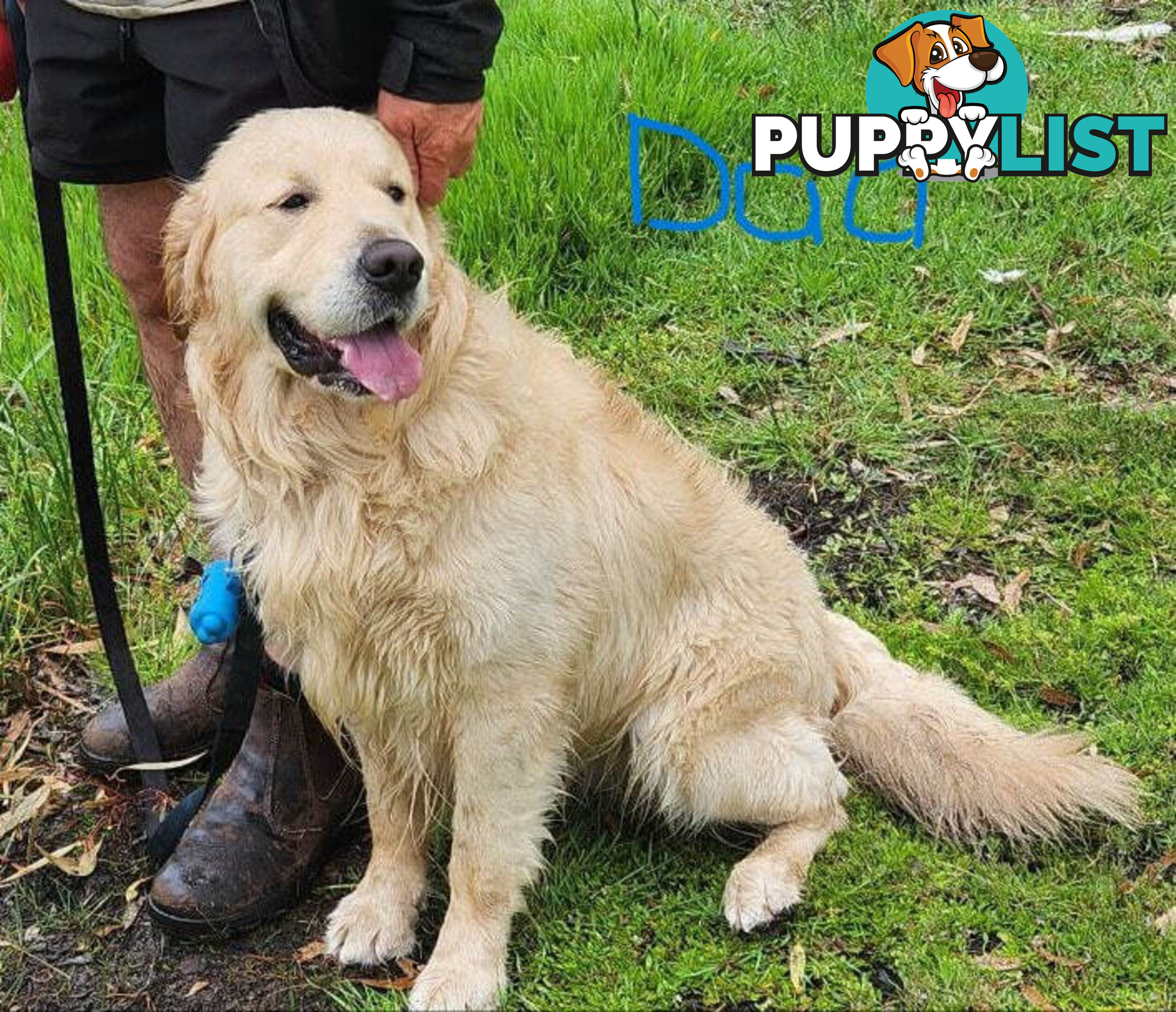 Pure Bred Golden Retriever Puppies