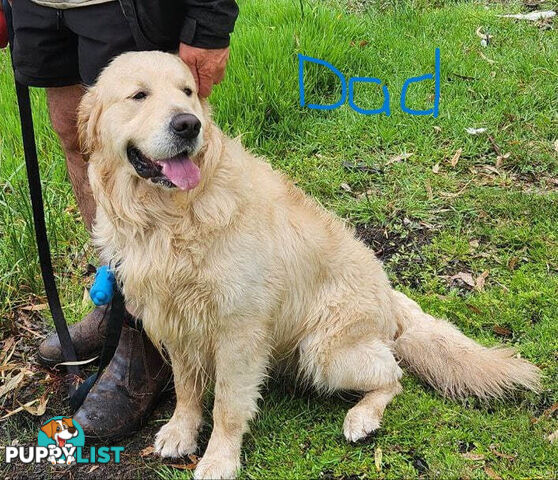 Pure Bred Golden Retriever Puppies