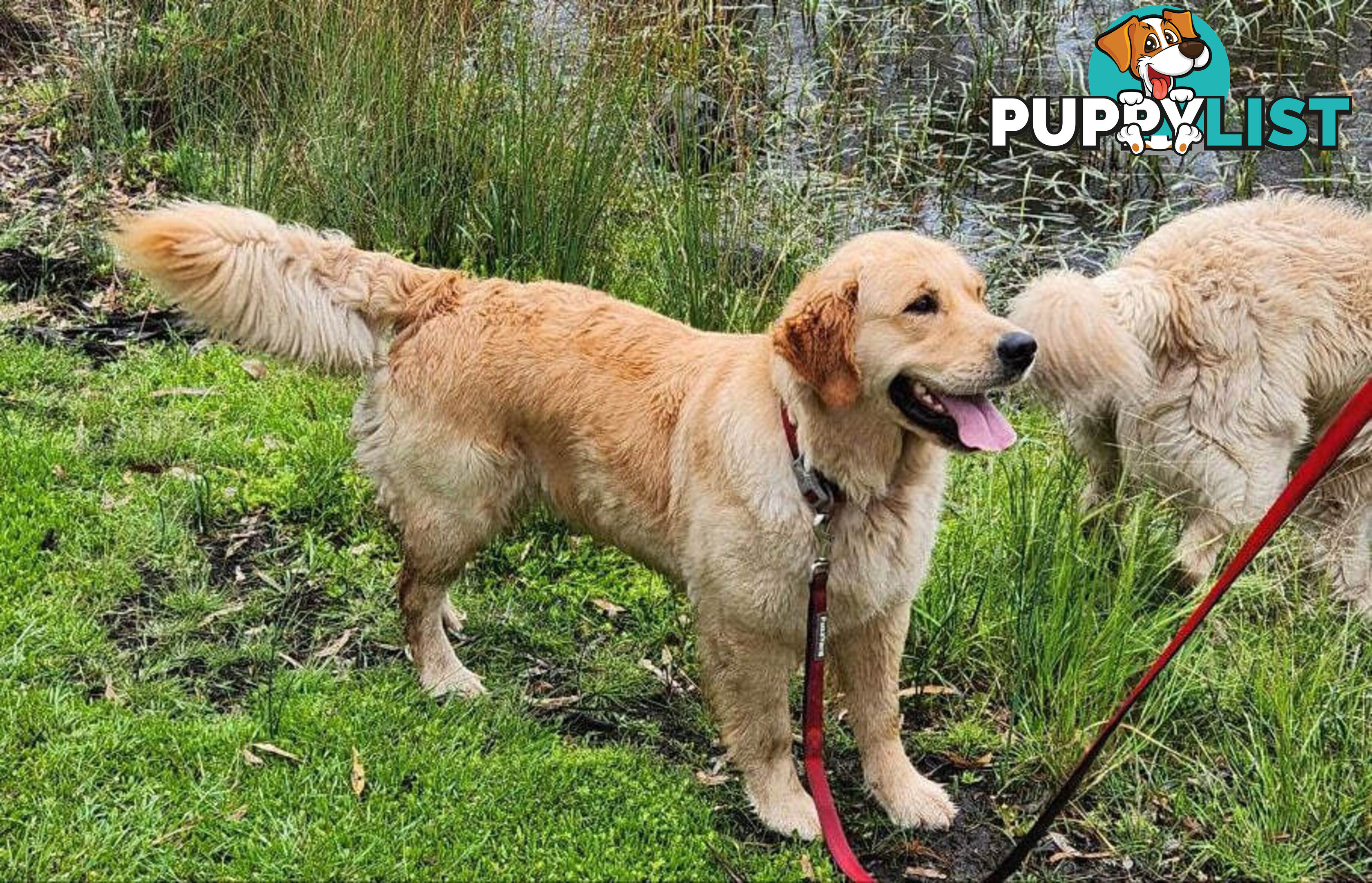 Pure Bred Golden Retriever Puppies