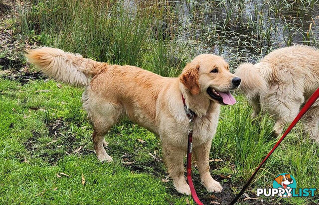 Pure Bred Golden Retriever Puppies