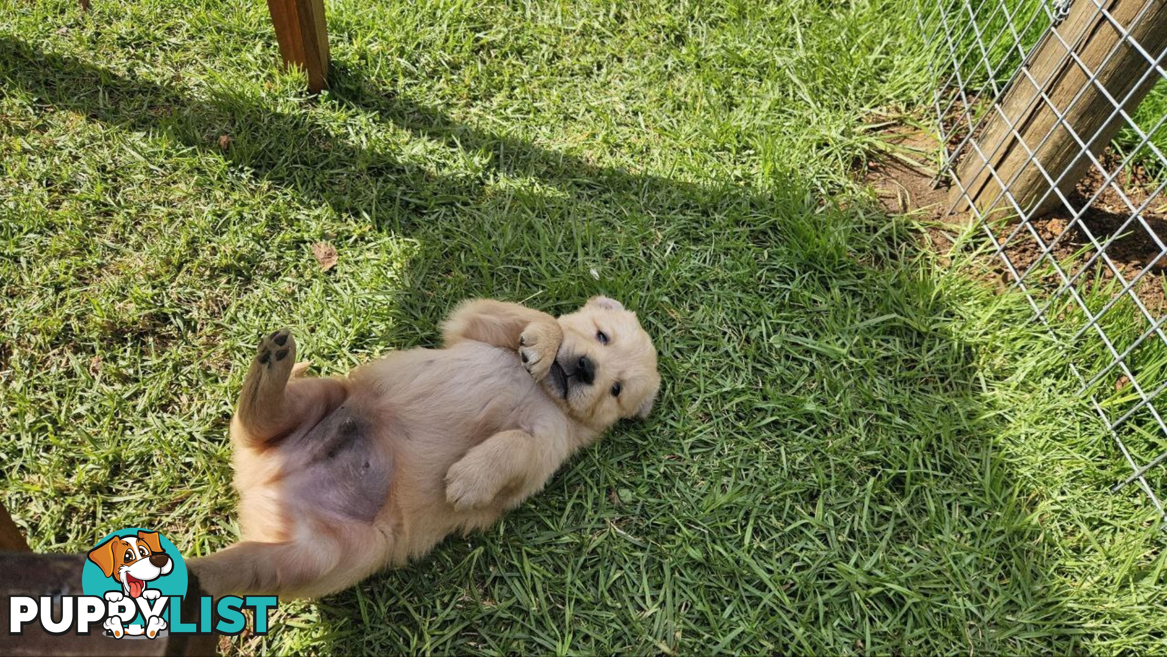 Pure Bred Golden Retriever Puppies