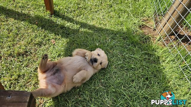 Pure Bred Golden Retriever Puppies