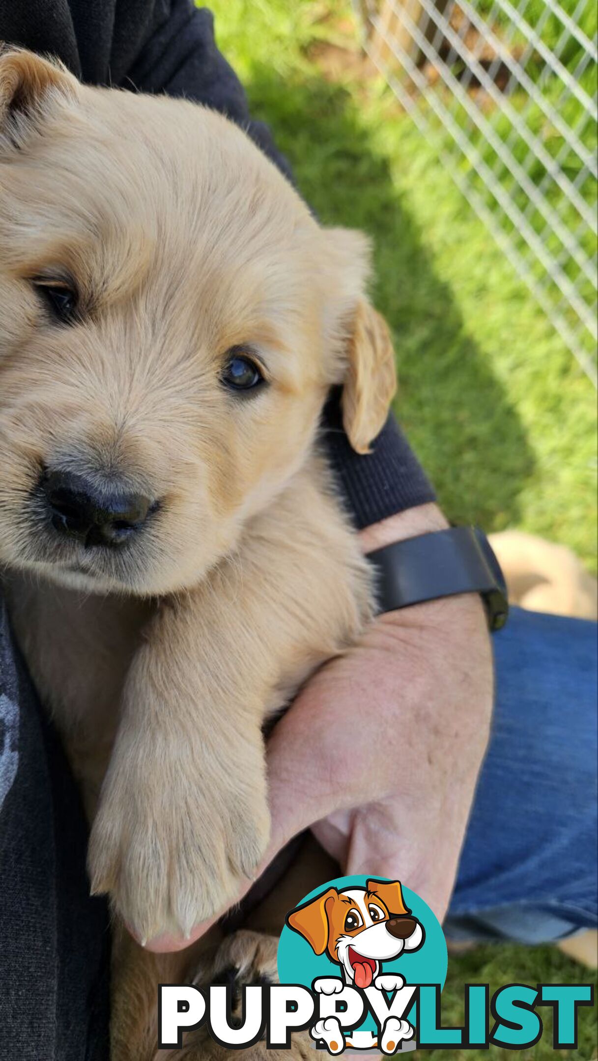 Pure Bred Golden Retriever Puppies