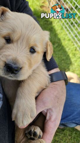 Pure Bred Golden Retriever Puppies