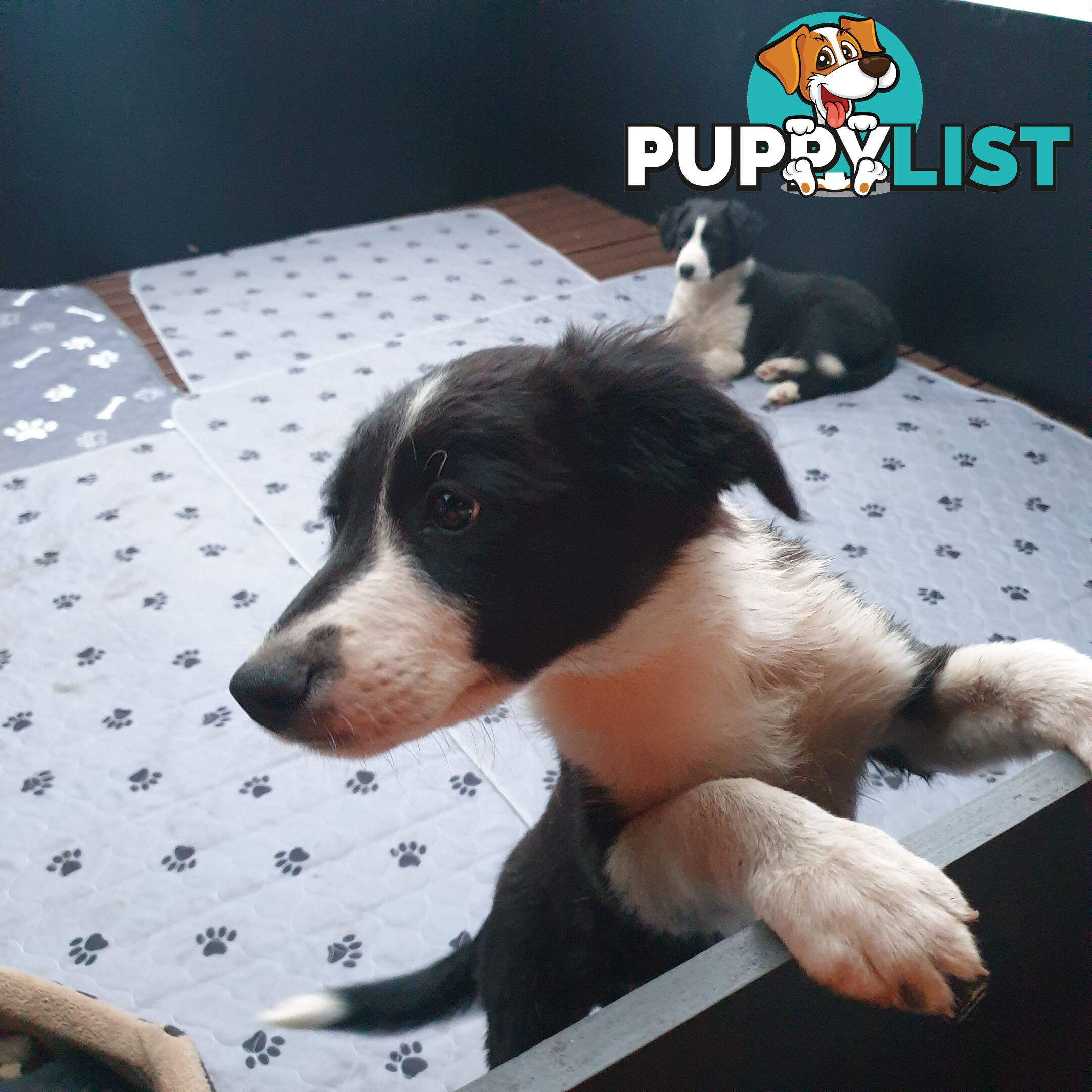 Border Collie Puppies