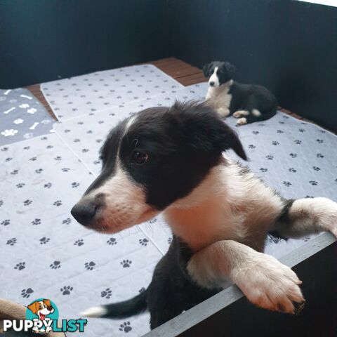 Border Collie Puppies