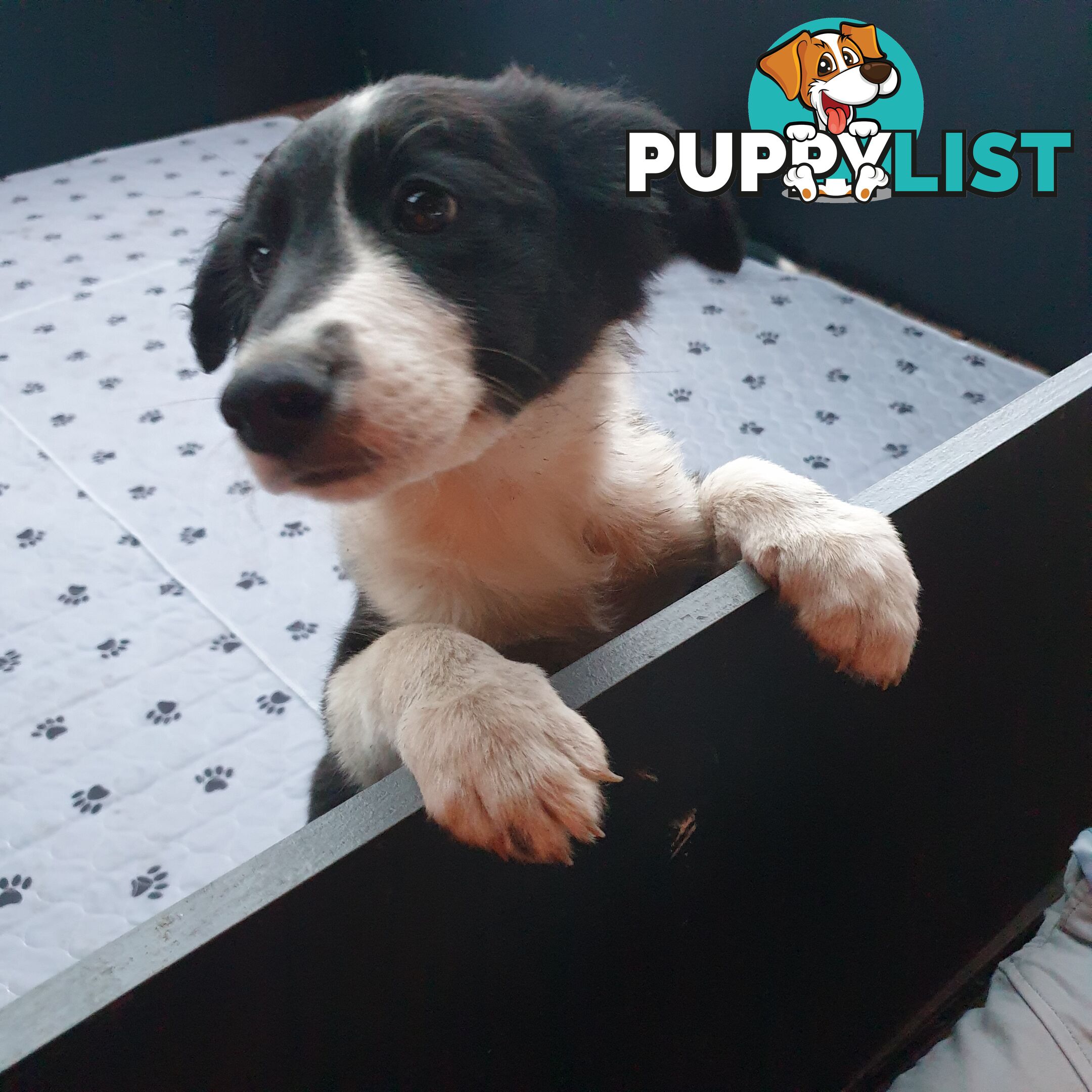 Border Collie Puppies