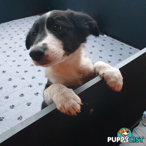 Border Collie Puppies