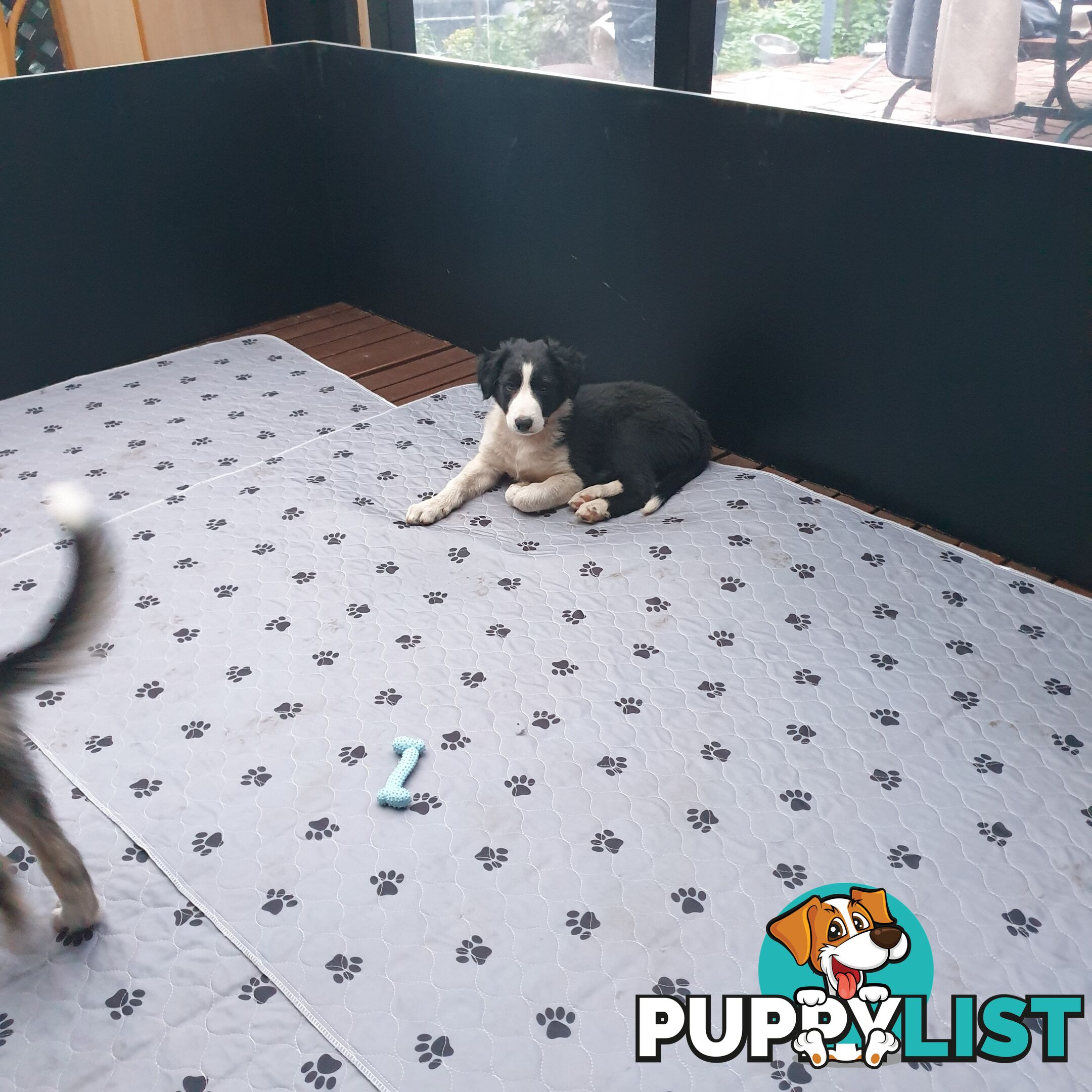 Border Collie Puppies