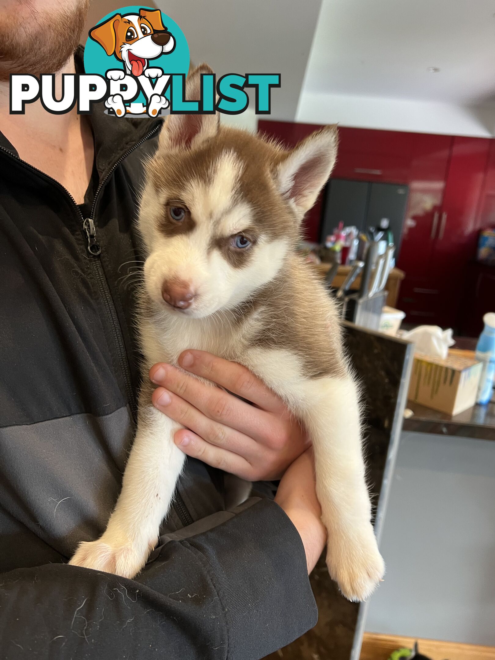 Siberian Husky Puppies