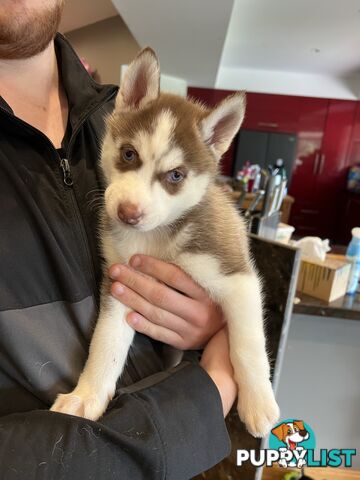 Siberian Husky Puppies