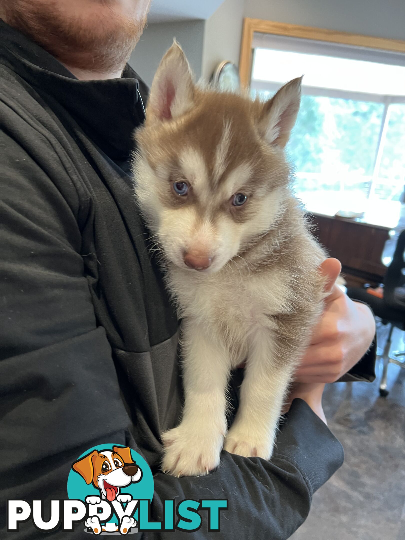 Siberian Husky Puppies