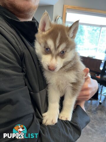 Siberian Husky Puppies