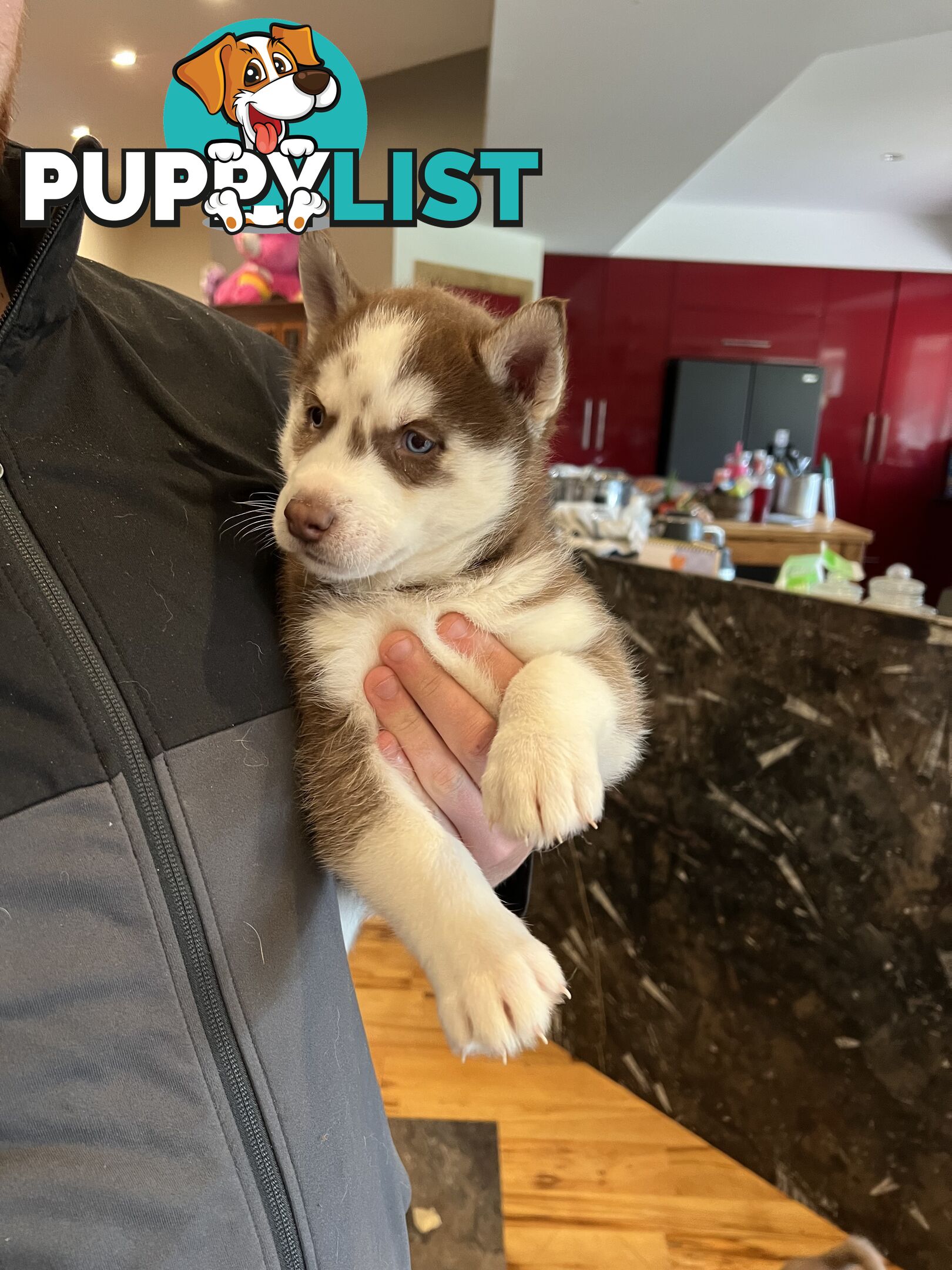 Siberian Husky Puppies
