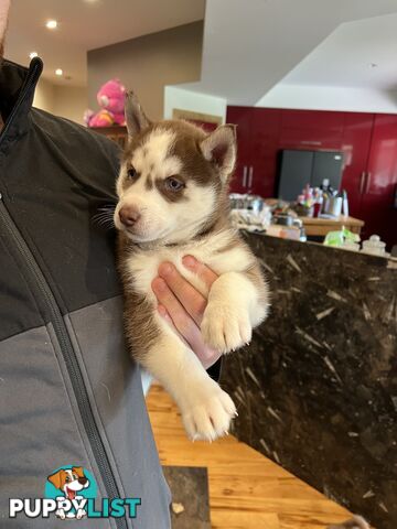 Siberian Husky Puppies