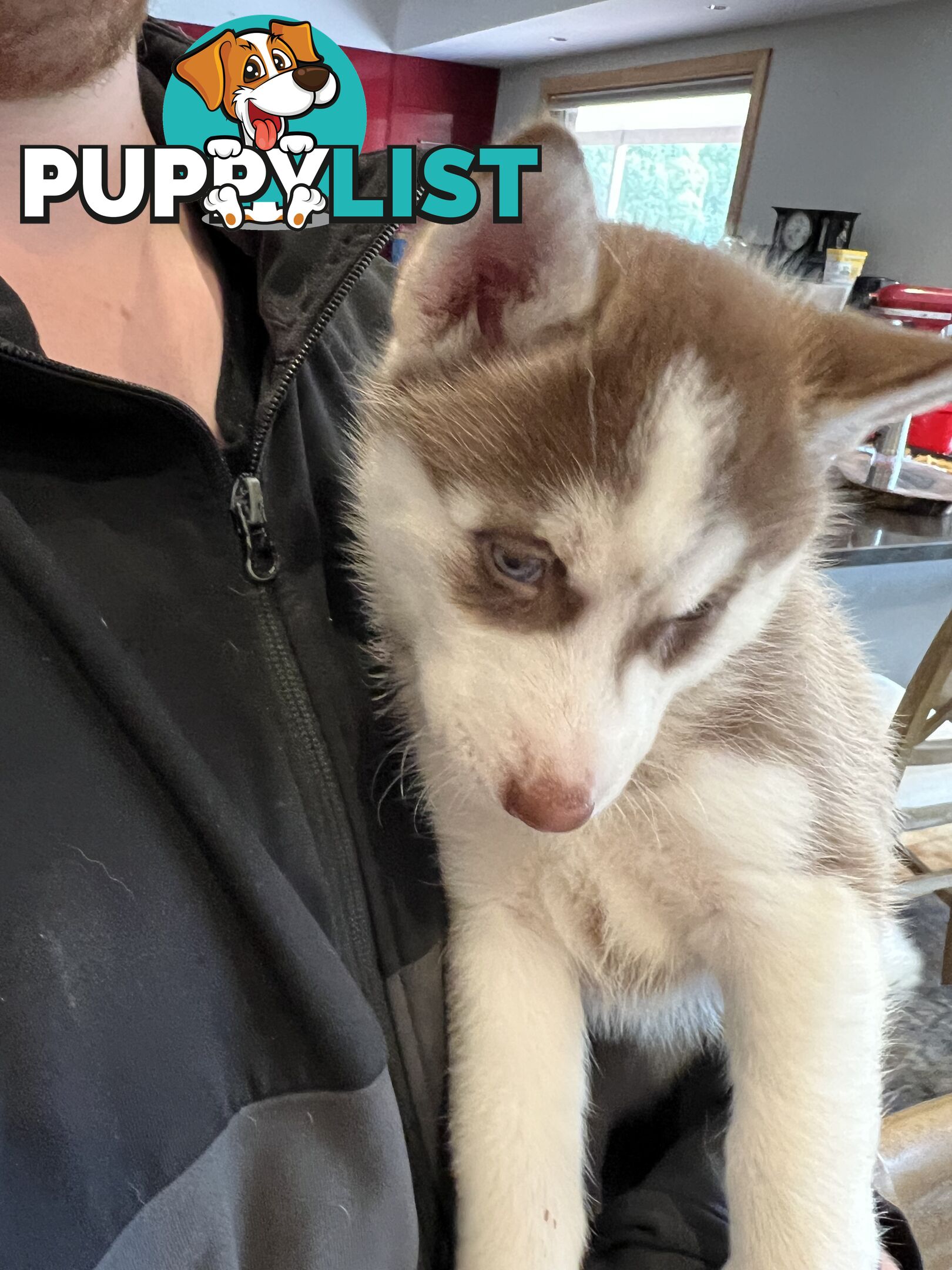 Siberian Husky Puppies
