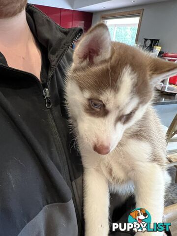 Siberian Husky Puppies