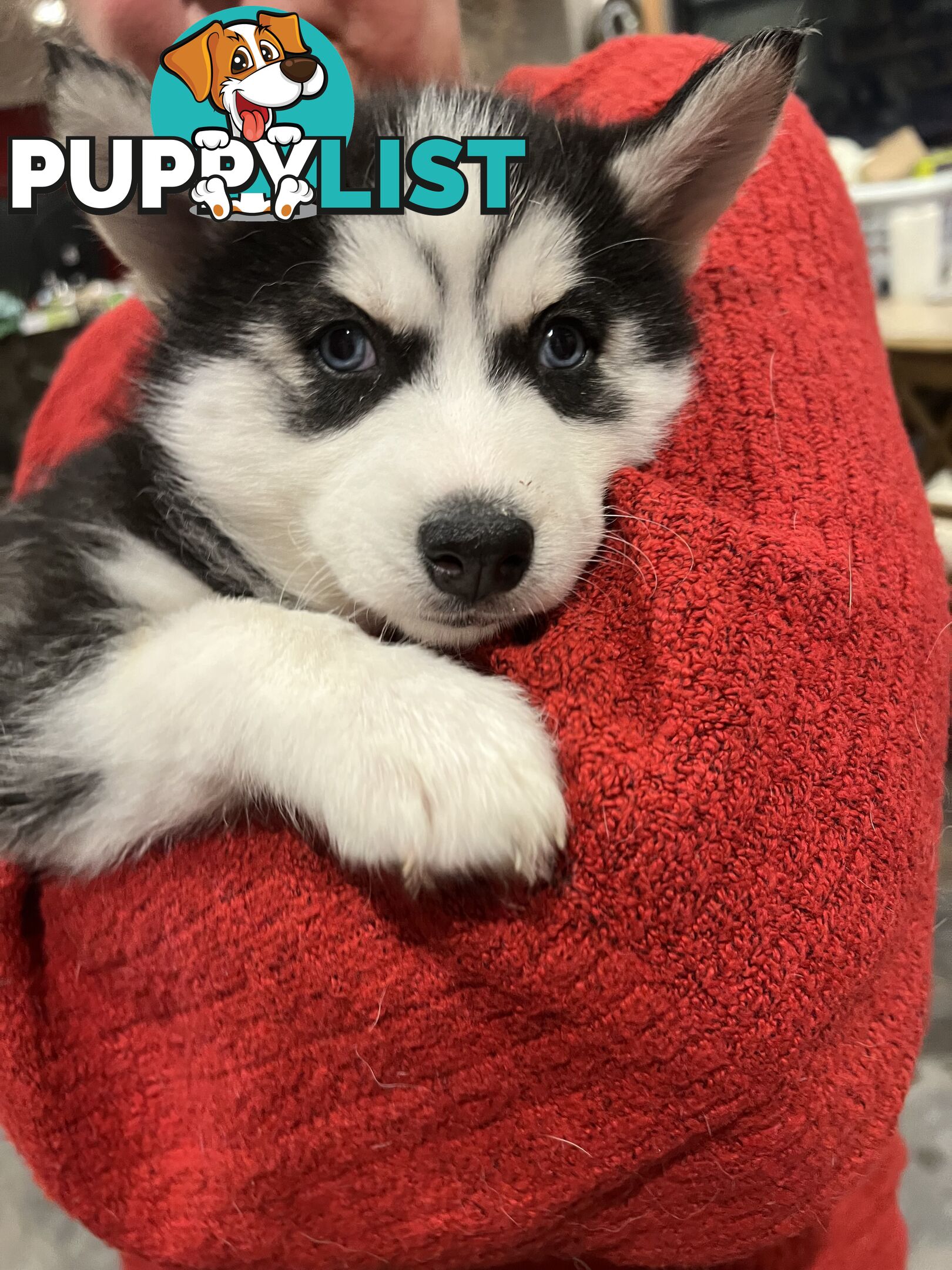Siberian Husky Puppies