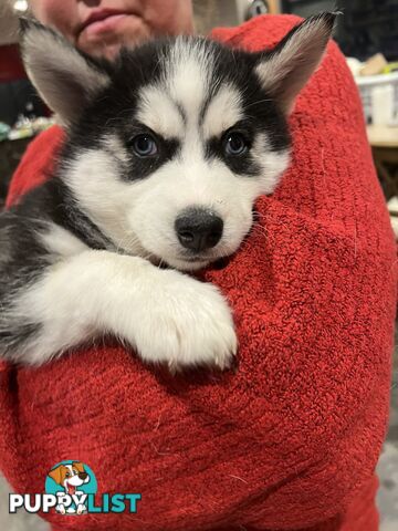 Siberian Husky Puppies