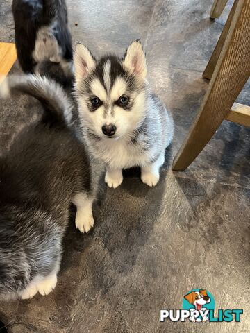 Siberian Husky Puppies