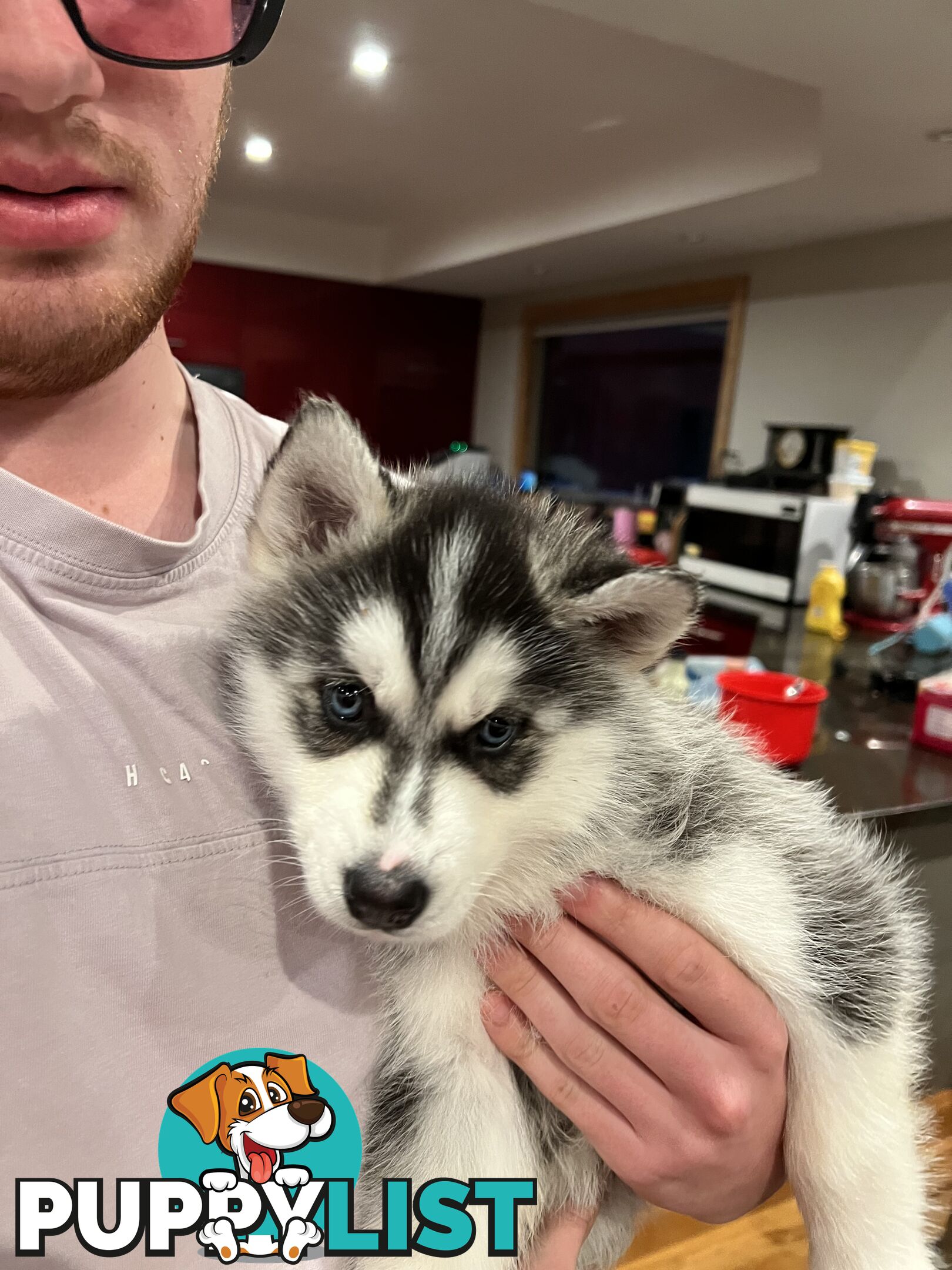 Siberian Husky Puppies