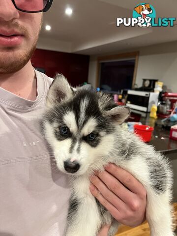 Siberian Husky Puppies