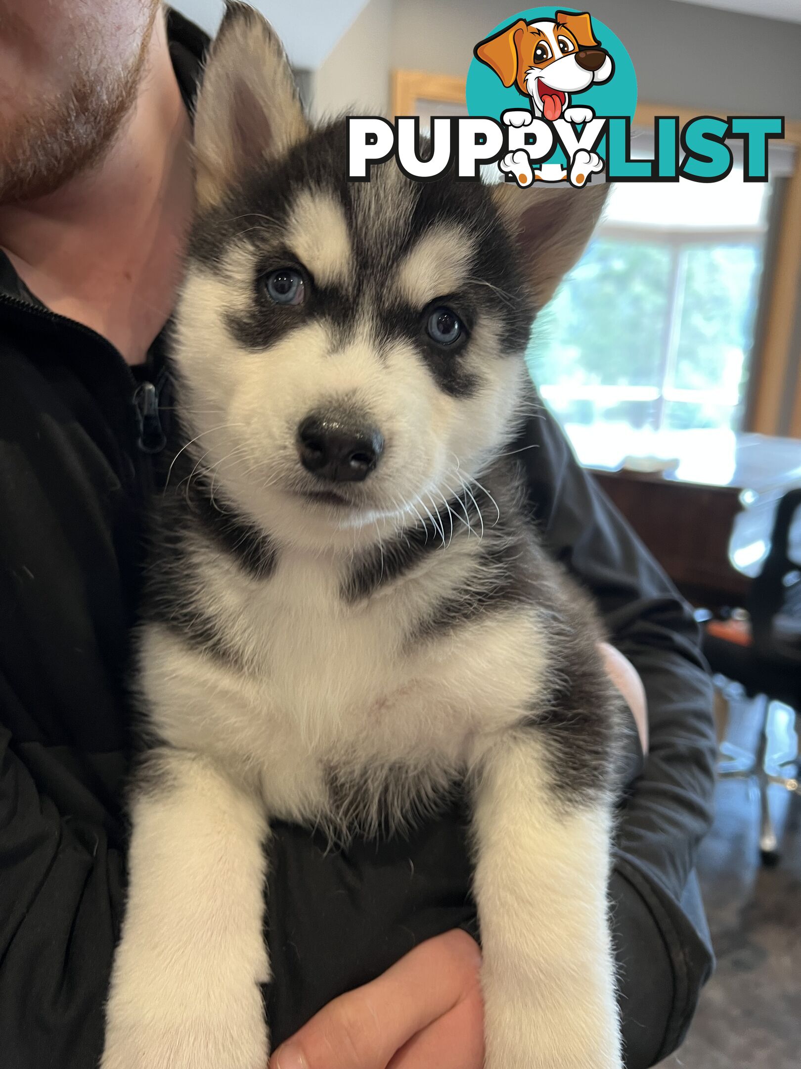 Siberian Husky Puppies