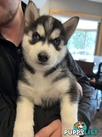 Siberian Husky Puppies