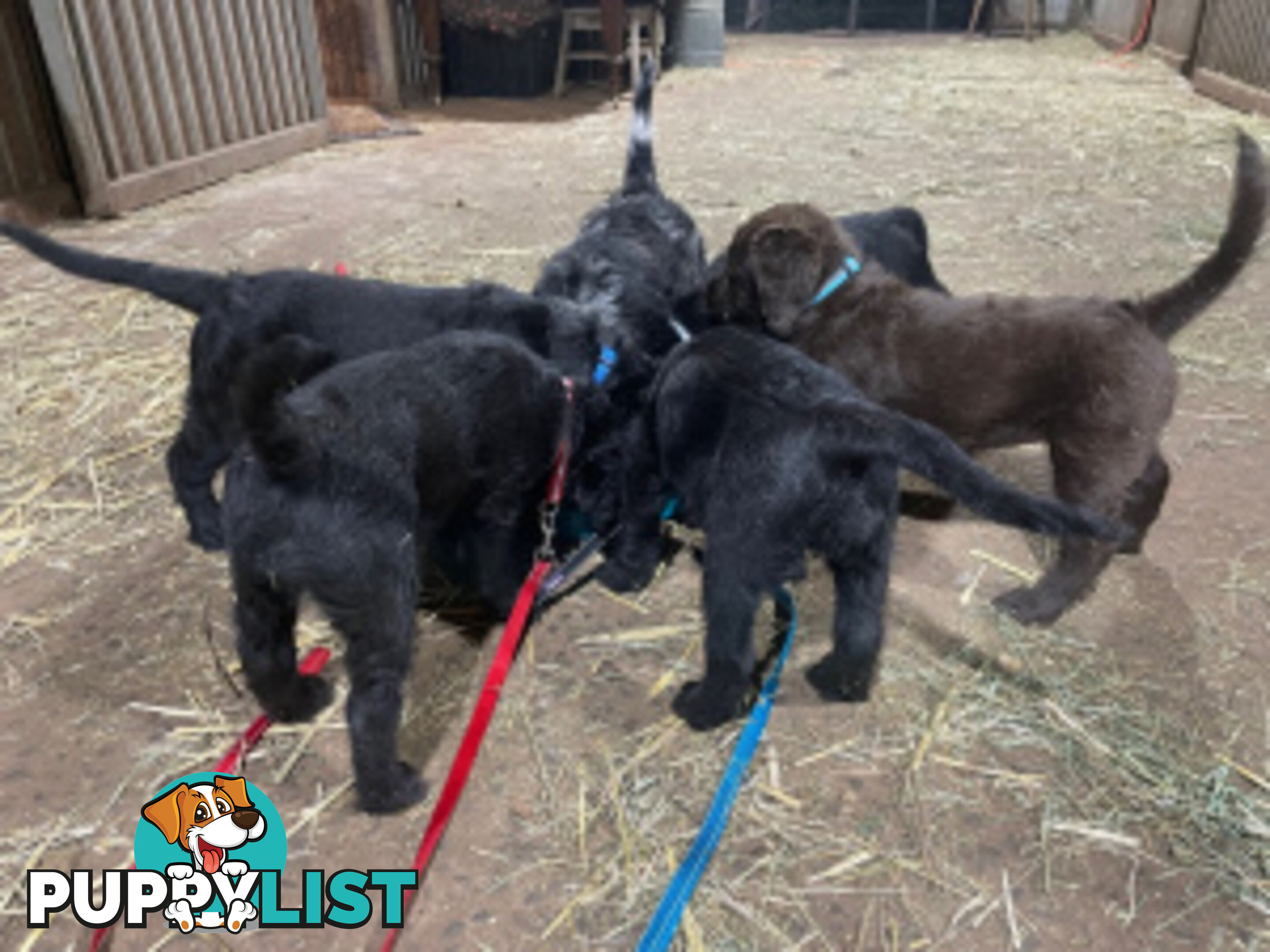 Absolutely gorgeous Labradoodle Puppies