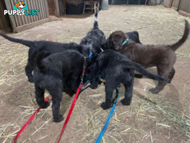 Absolutely gorgeous Labradoodle Puppies