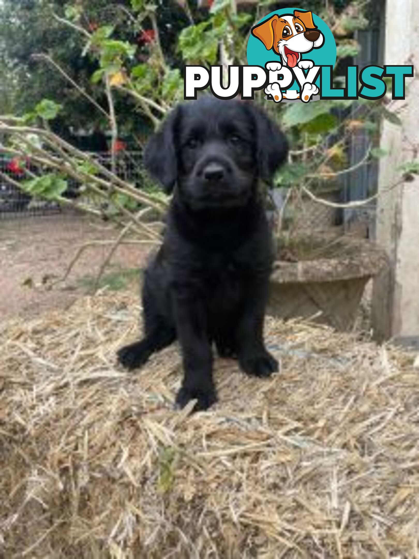 Absolutely gorgeous Labradoodle Puppies