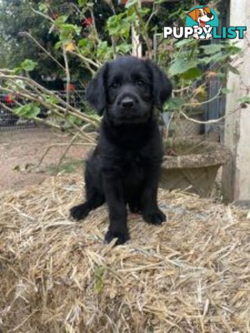 Absolutely gorgeous Labradoodle Puppies