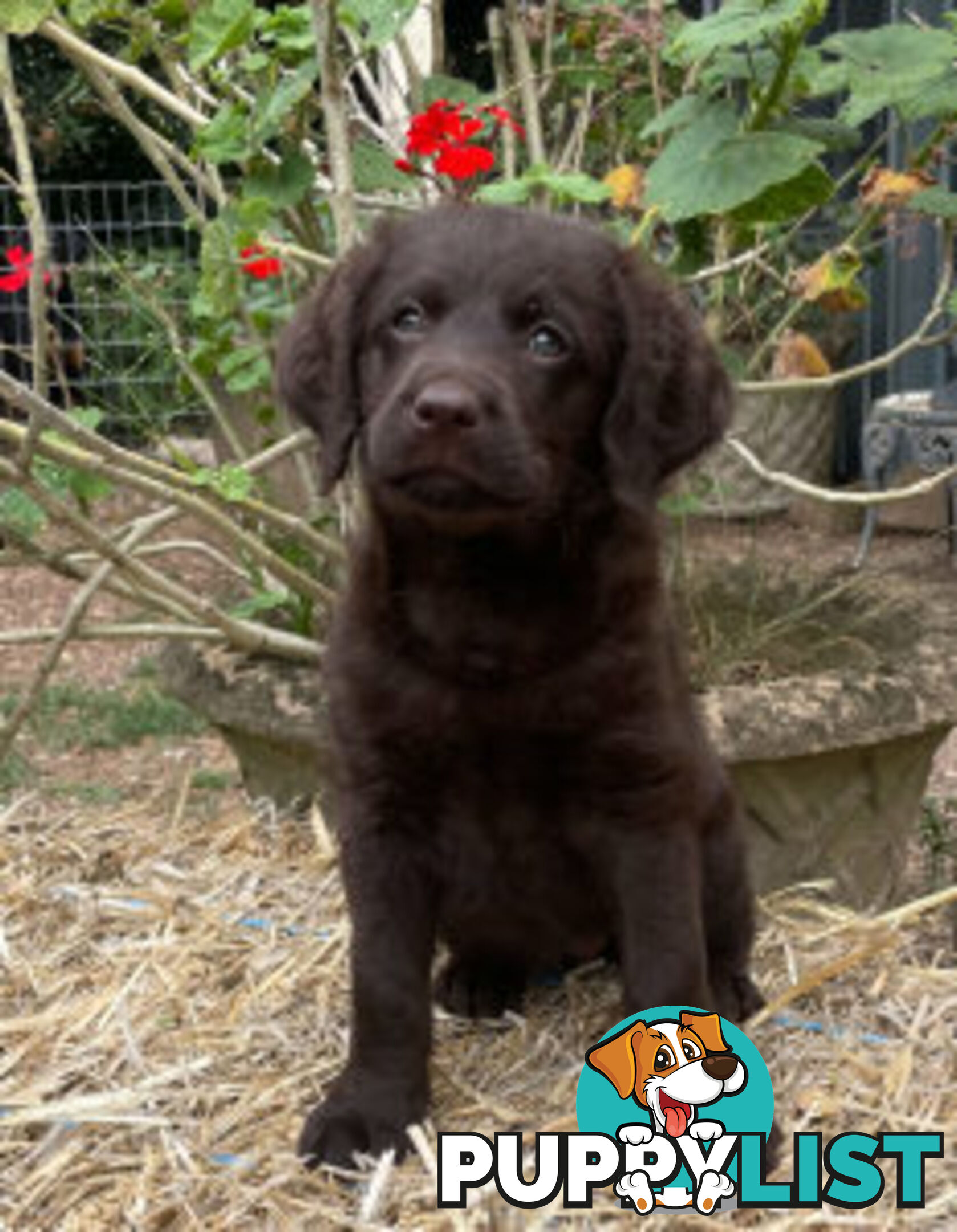 Absolutely gorgeous Labradoodle Puppies