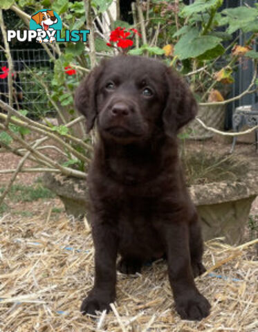 Absolutely gorgeous Labradoodle Puppies